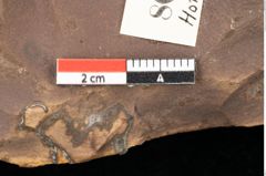 Foto (Detailsansicht) von Quercus palaeoilex Ettingshausen (NHMW-GEO-2024-0188-0809)